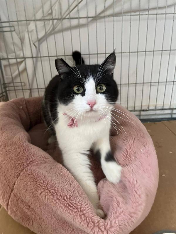 SISSI, giovane gattina super coccolona Foto 4