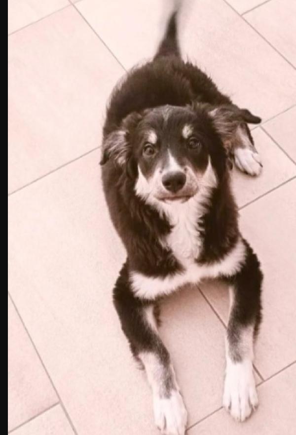 Kaos 9/10mesi NESSUNA RICHIESTA! SOS GARGANO Foto 4