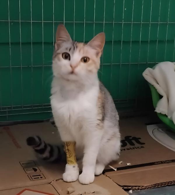 Bonnie, 6 Mesi, Dolce Come Il Miele