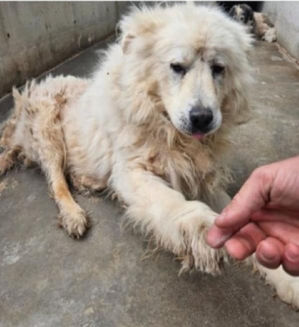 Leone Maremmano Non Ce La Fa Più Sul Cemento!