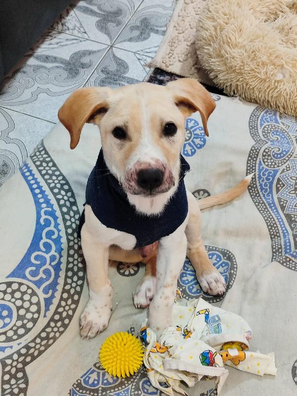 Rocky il cucciolo che ama i gatti  Foto 2