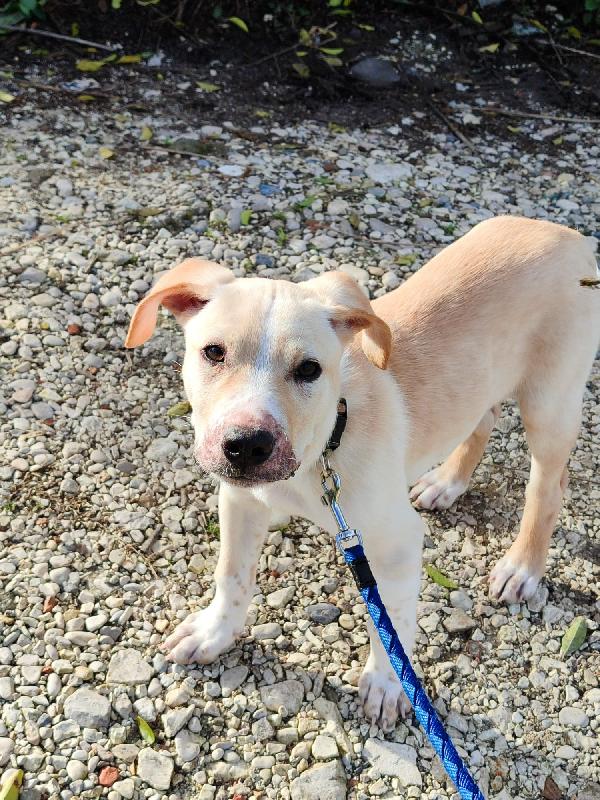 Rocky il cucciolo che ama i gatti  Foto 3