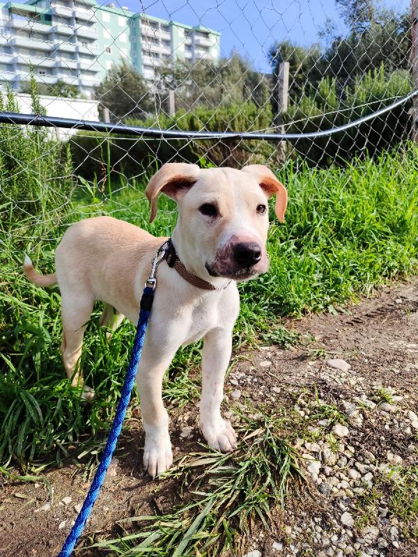 Rocky il cucciolo che ama i gatti  Foto 4