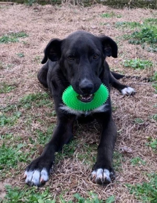 20mesi nero salvato e salito a Milano 1anno fa Foto 2