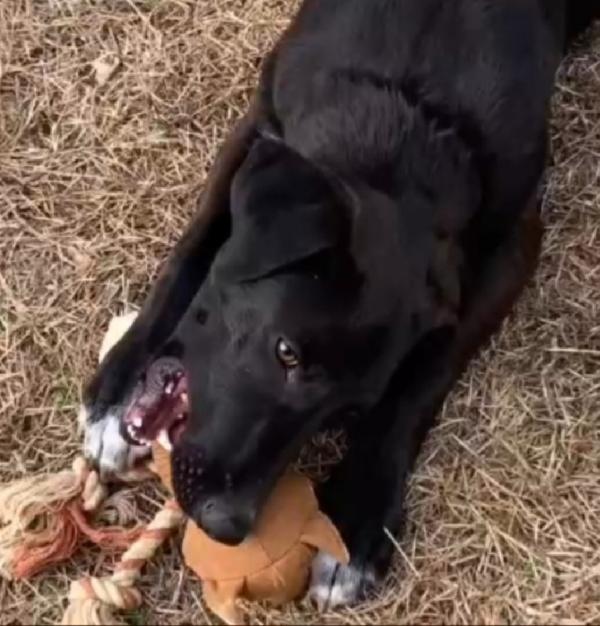 20mesi nero salvato e salito a Milano 1anno fa Foto 3
