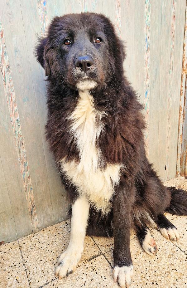 Chiama Per Quegli Occhioni Tristi.max,Adottabile In Tutta Italia!