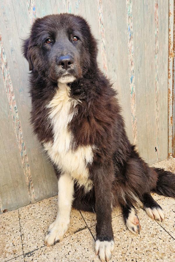 CHIAMA PER QUEGLI OCCHIONI TRISTI.MAX,ADOTTABILE IN TUTTA ITALIA! Foto 6