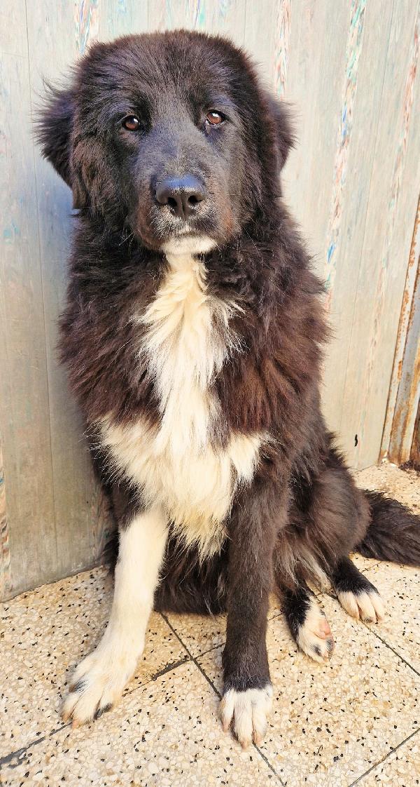 CHIAMA PER QUEGLI OCCHIONI TRISTI.MAX,ADOTTABILE IN TUTTA ITALIA! Foto 8