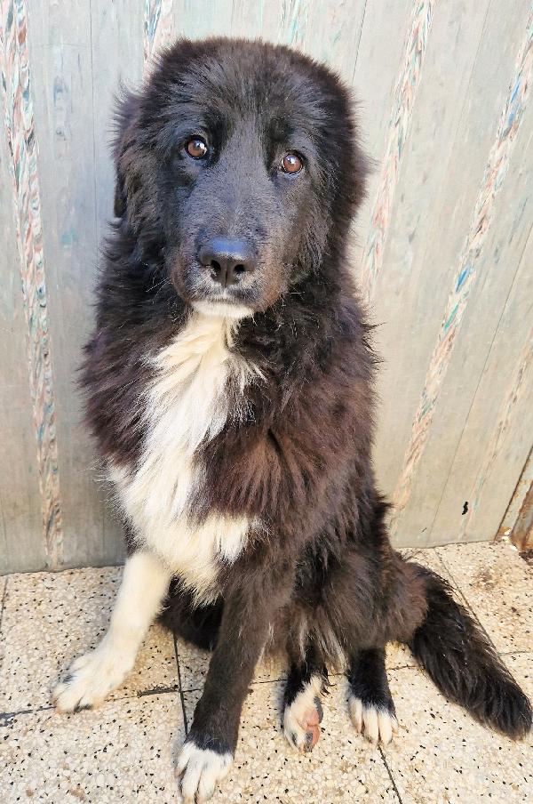 CHIAMA PER QUEGLI OCCHIONI TRISTI.MAX,ADOTTABILE IN TUTTA ITALIA! Foto 11