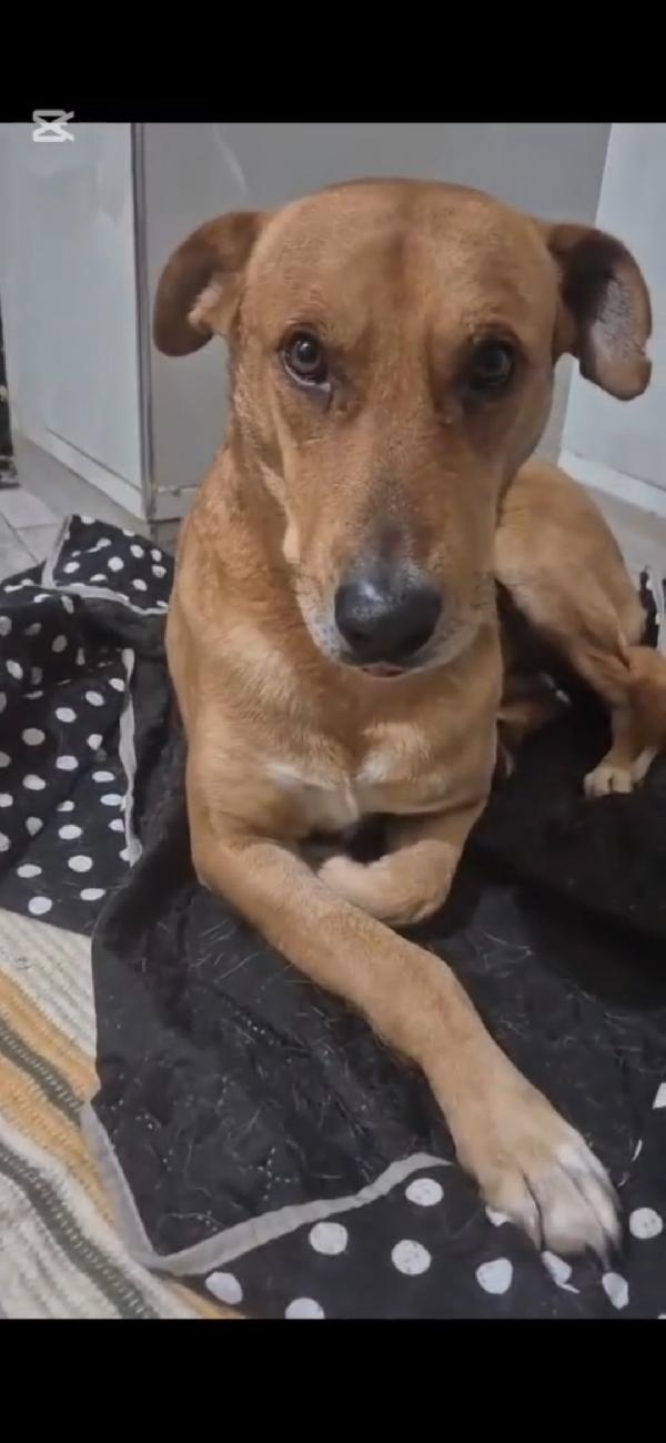 Cody 5/6anni URGE SALVEZZA!!!.SOS  Foto 2