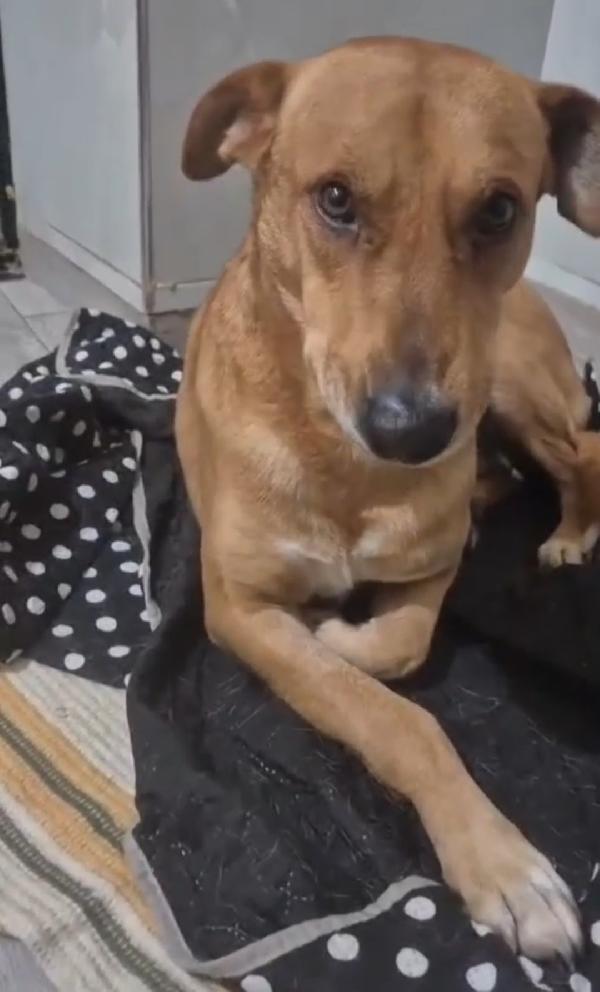 Cody 5/6anni URGE SALVEZZA!!!.SOS  Foto 3