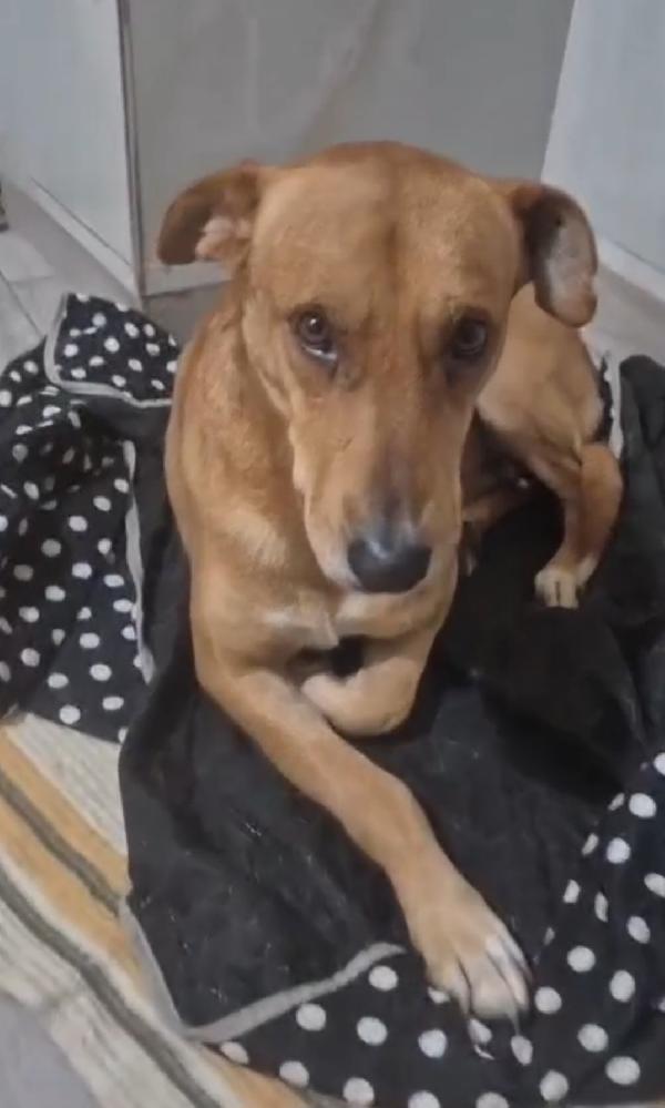 Cody 5/6anni URGE SALVEZZA!!!.SOS  Foto 6