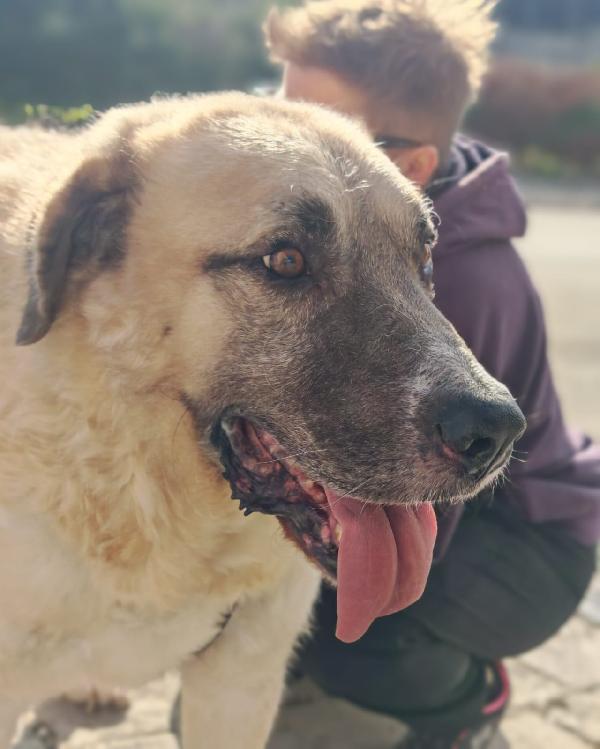 Hulk: gigante buono educato e coccolone  Foto 8