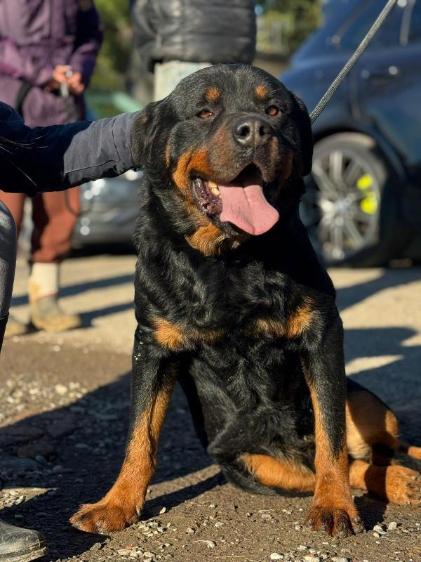 Ares Splendido Rottweiler Cerca Famiglia 