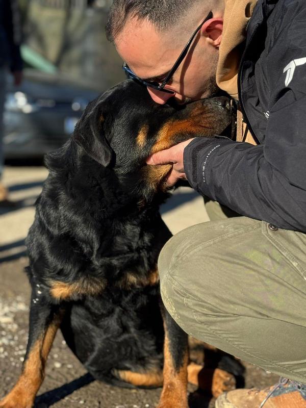 Ares splendido Rottweiler cerca famiglia  Foto 2