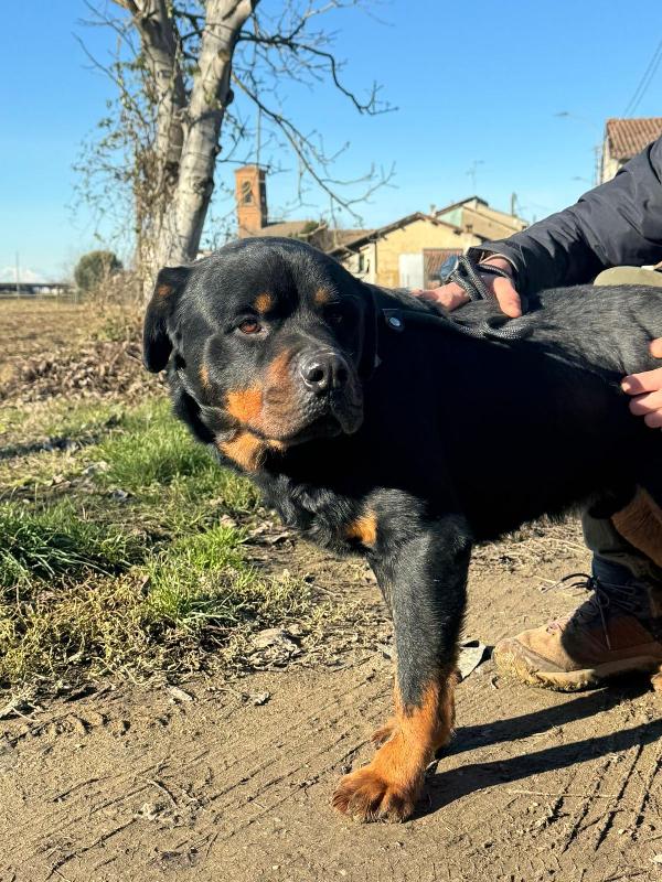 Ares splendido Rottweiler cerca famiglia  Foto 3