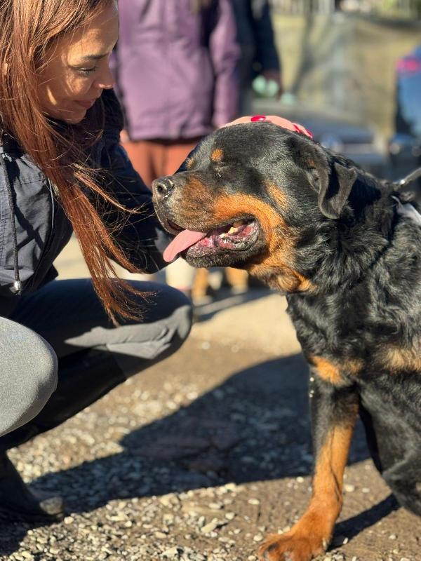 Ares splendido Rottweiler cerca famiglia  Foto 5