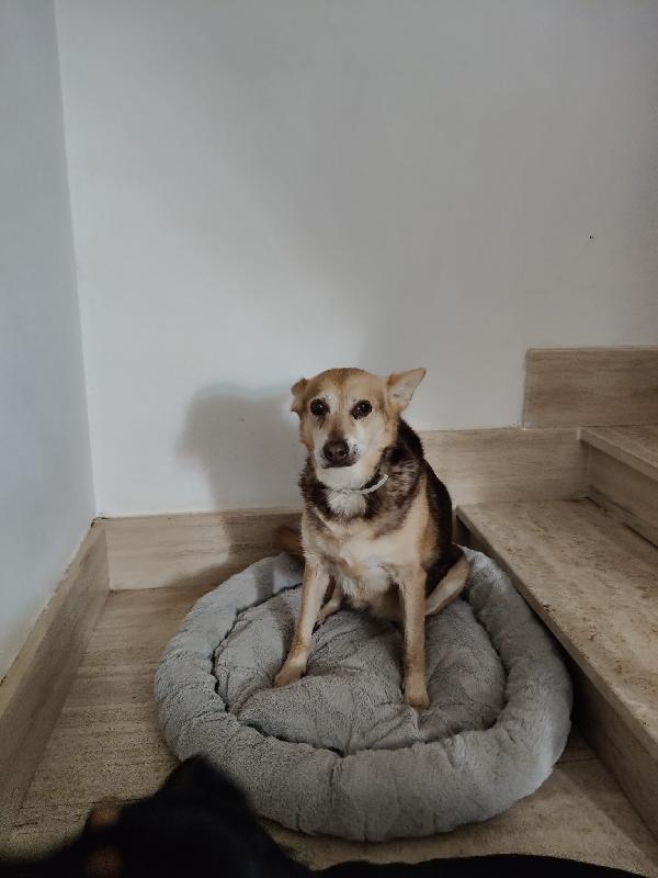 Gelbie: 15 anni, adozione del cuore  Foto 2