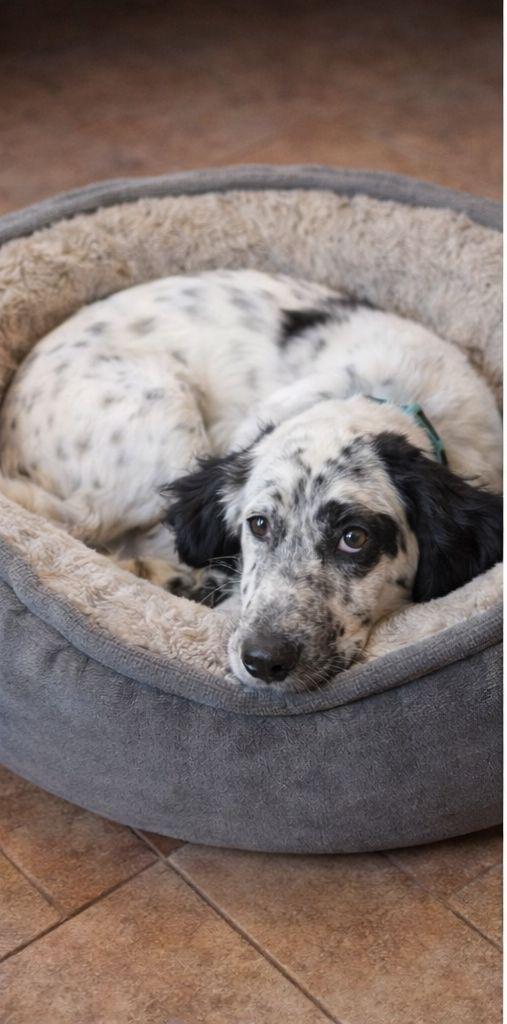 Casper dolcissimo setter Foto 3