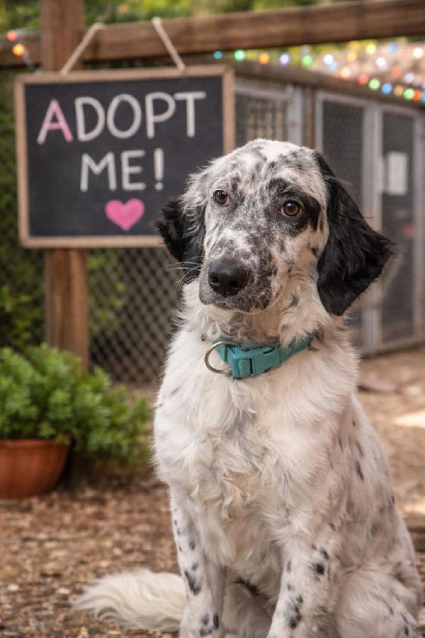 Casper dolcissimo setter Foto 2
