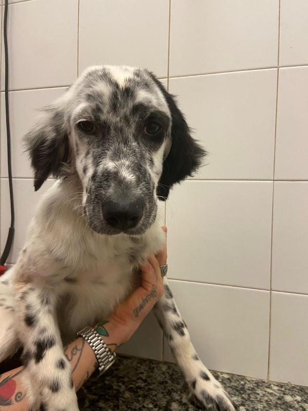 Casper dolcissimo setter Foto 4