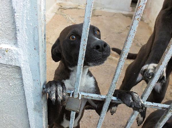 Paolino Affettuoso E Socievole