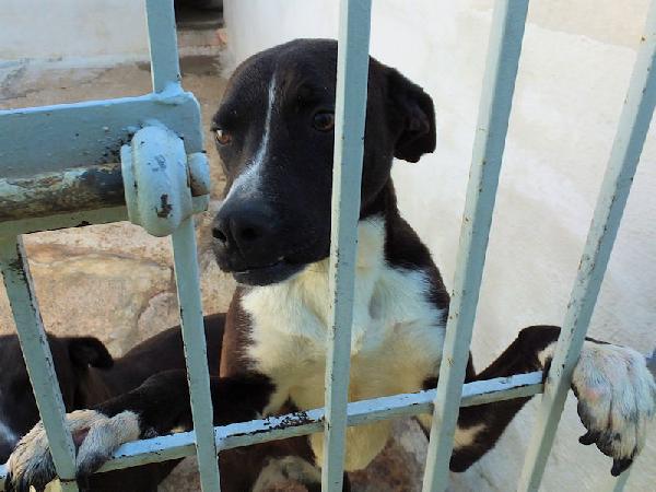 Paolino affettuoso e socievole Foto 4