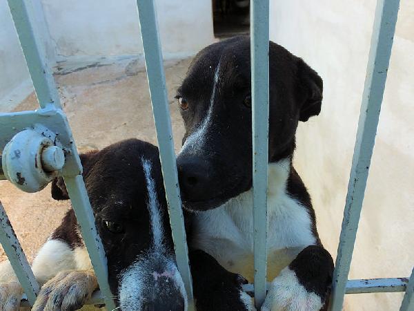 Paolino affettuoso e socievole Foto 5