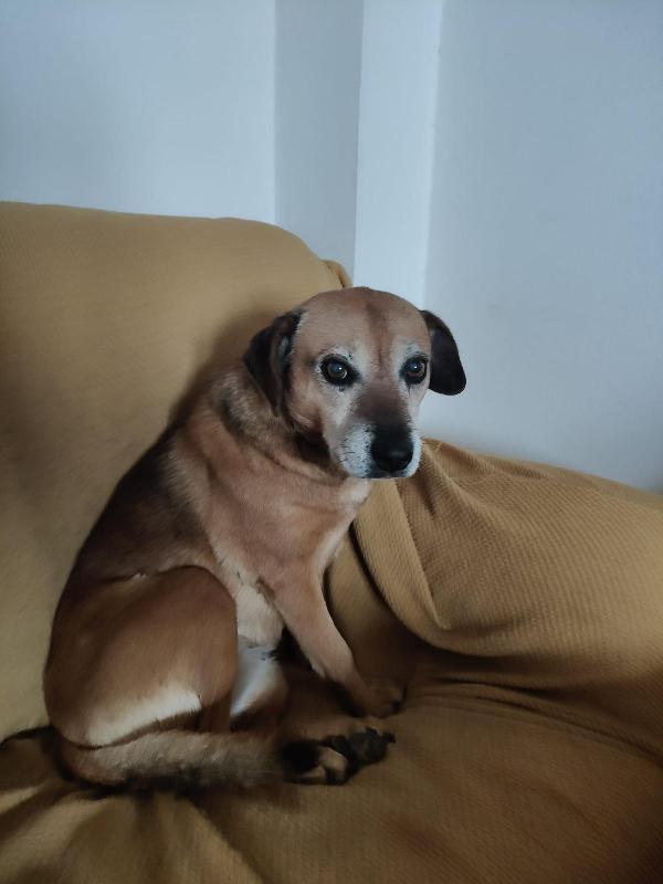 Sasha: 10 anni, adozione del cuore  Foto 3