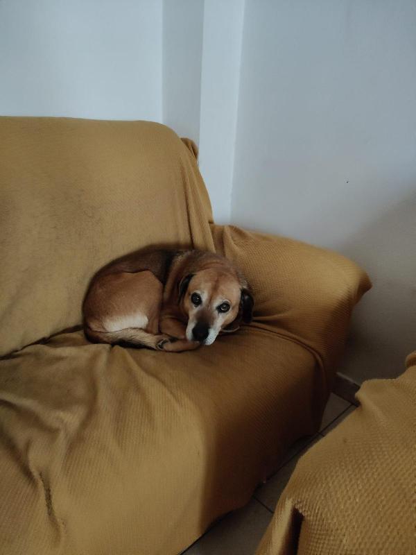 Sasha: 10 anni, adozione del cuore  Foto 4