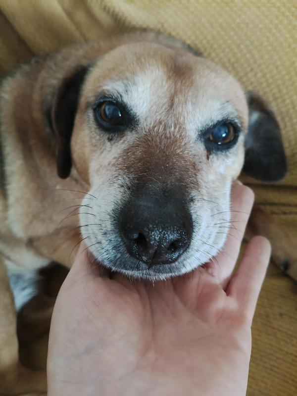 Sasha: 10 anni, adozione del cuore  Foto 6