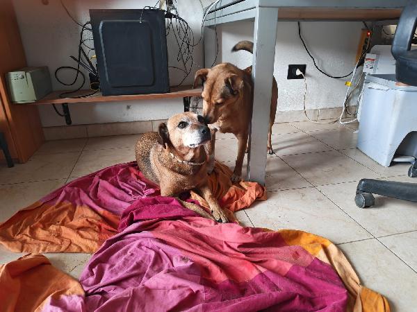 Sasha: 10 anni, adozione del cuore  Foto 10