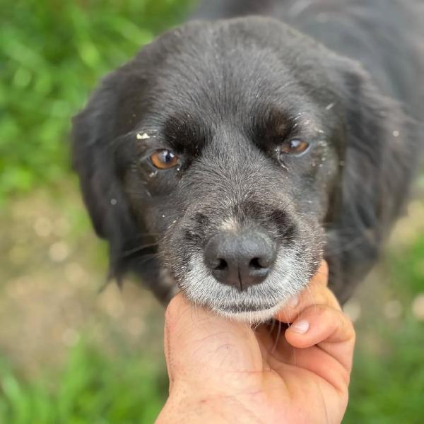 MOLLY dolce cagnolina cerca casa - 4 anni e mezzo taglia medio piccola - in adozione Foto 2