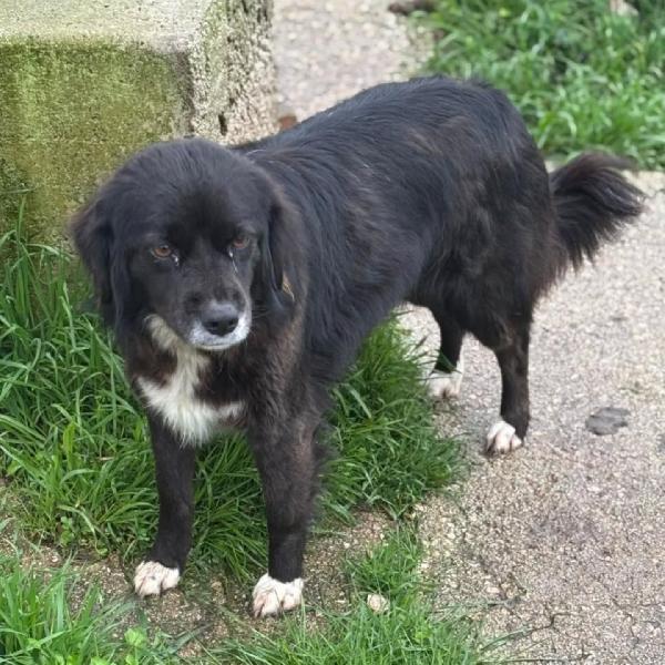 MOLLY dolce cagnolina cerca casa - 4 anni e mezzo taglia medio piccola - in adozione Foto 3