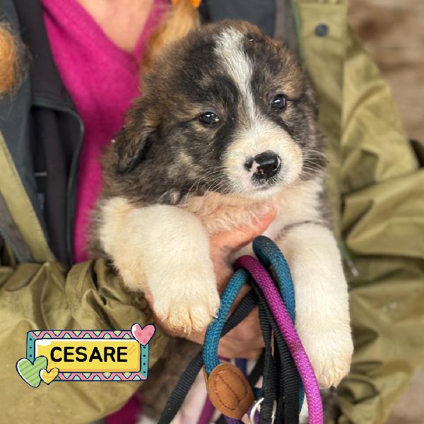 Cesare Dolce Cucciolo Cerca Casa 