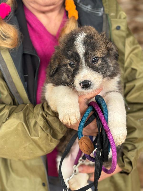 Cesare dolce cucciolo cerca casa  Foto 2