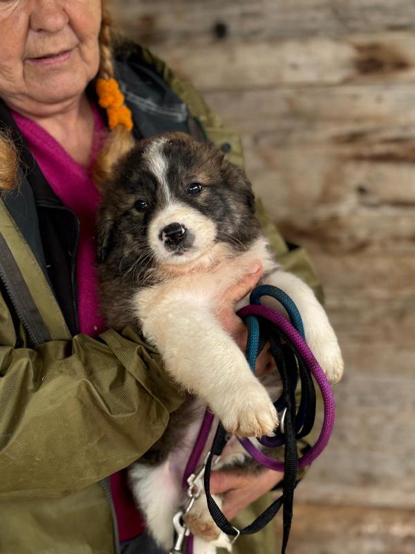 Cesare dolce cucciolo cerca casa  Foto 3