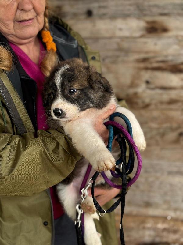 Cesare dolce cucciolo cerca casa  Foto 4