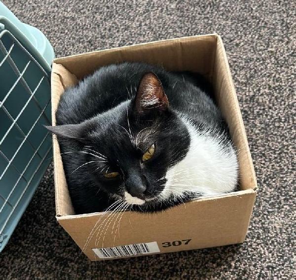 JAMIE e EMY , adorabili gatti da adottare! Foto 3