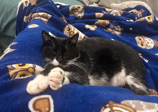 JAMIE e EMY , adorabili gatti da adottare! Foto 7