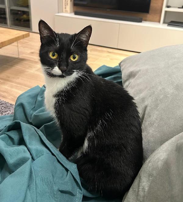 JAMIE e EMY , adorabili gatti da adottare! Foto 8