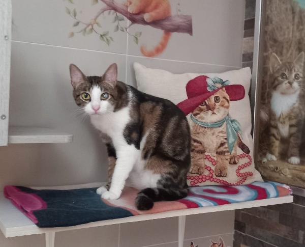 MICKY, tenero micino da adottare! Foto 4