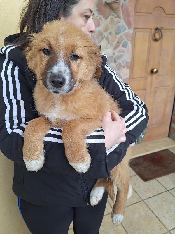 Leone 🦁🦁🦁 Foto 2