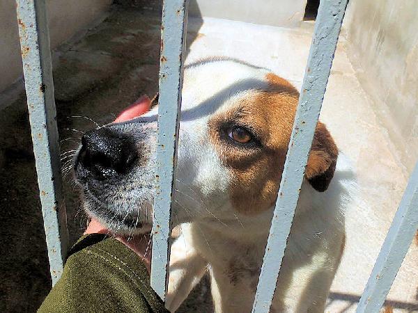 Cocco Buono E Socievole