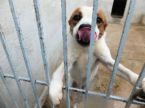 Filippo buono e socievole Foto 3