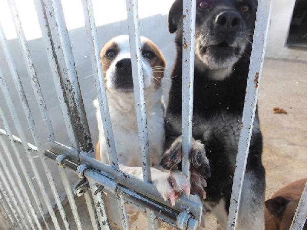 Filippo buono e socievole Foto 6