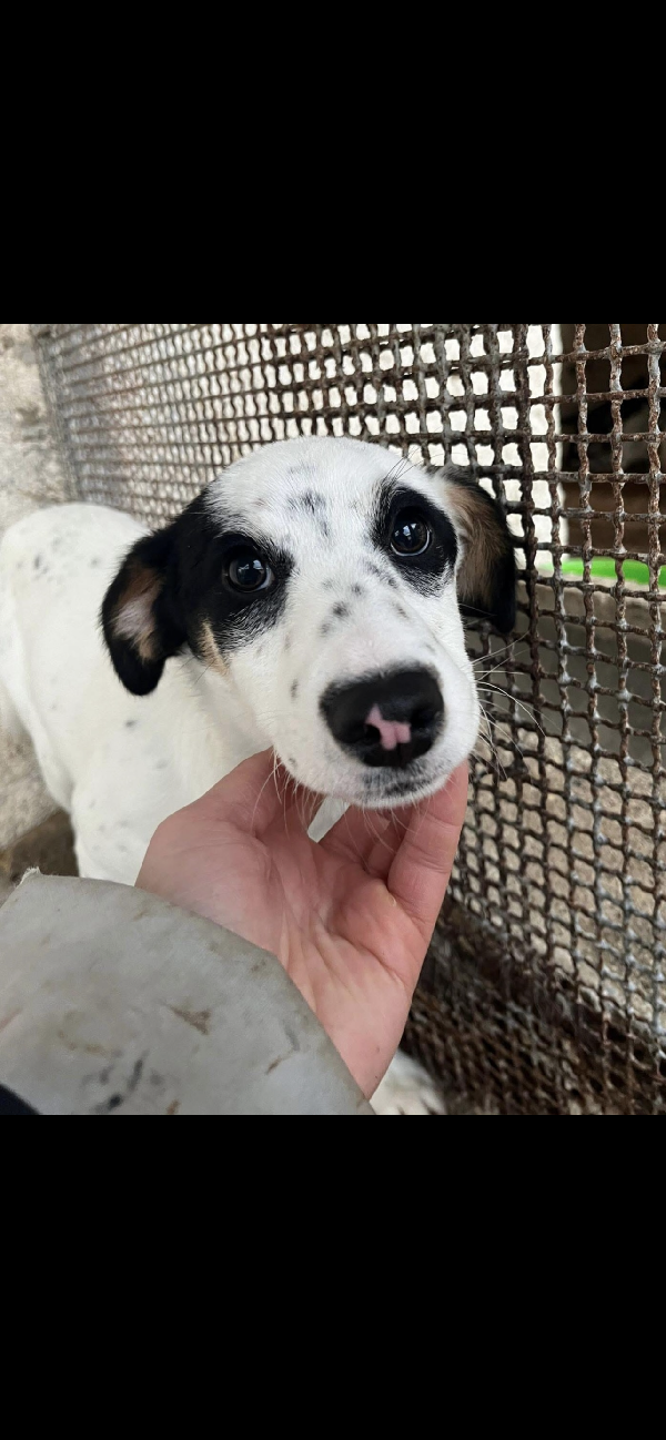 Stracciatella Dolce Cagnolina Taglia Piccola 