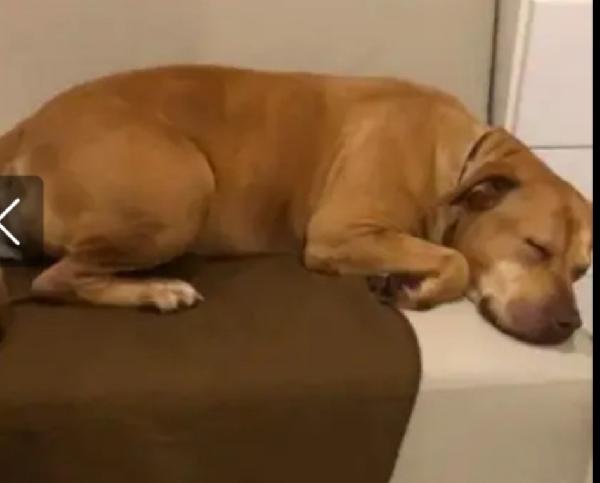 Pitbull femmina Red Nose salita anni fa e tornata in canile  Foto 3