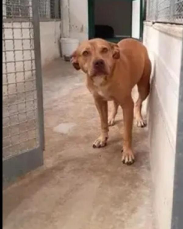 Pitbull femmina Red Nose salita anni fa e tornata in canile  Foto 5