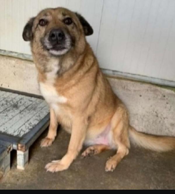 Quercia, Anziana Tanti Anni Di Canile ..Lombardia